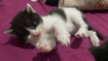 Ini Fakta Menarik di Balik Kucing Mendengkur