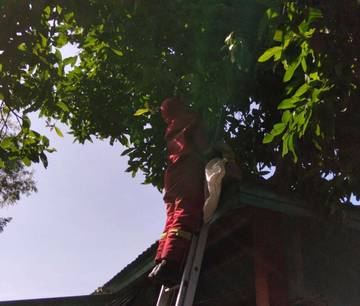 Damkarmat Lotim Evakuasi Sarang Tawon di Sakra Barat
