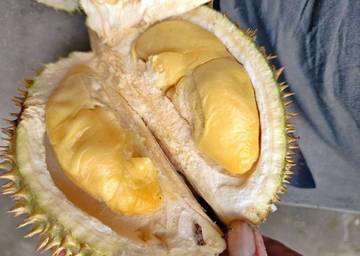 Durian, Si Raja Buah yang Lezat dan Nikmat
