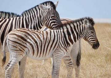Zebra: Hewan Penyeimbang Tumbuhan di Savana Africa 