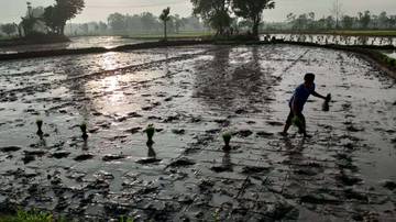 Produksi Padi NTB 2025 Naik Signifikan, Jagung Alami Penurunan
