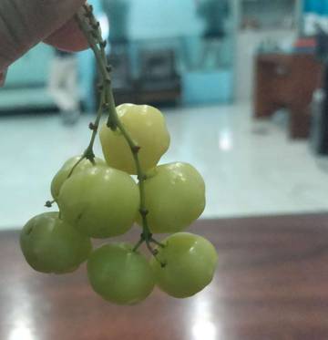 Asam Rasanya, Buah Cermai Kaya Manfaat Kesehatan