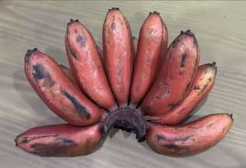 Pisang Merah Tembaga, Unik Warna Kaya Manfaat