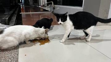 Street Feeding, Kegiatan Rutin Pecinta Hewan Liar