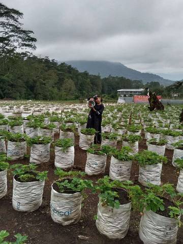 Serunya Libur Lebaran Sambil Memetik Buah Stroberi