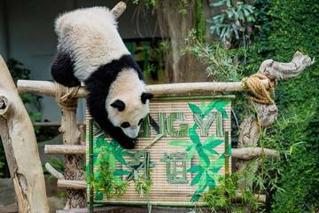 Tiongkok-Malaysia Lanjutkan Kerja Sama Konservasi Panda