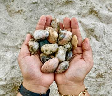 Kerang Batik Ramaikan Sore di Pantai Sri Mersing