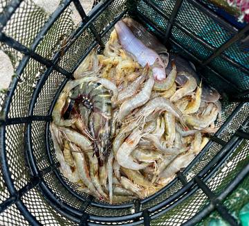 Udang Segar Langsung dari Nelayan Sri Mersing