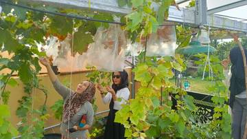​Riduan Sukses Kembangkan Kebun Anggur di Atap Rumah