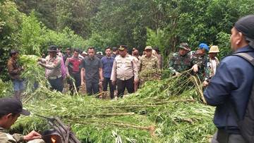 Polres Tanah Karo Bongkar Ladang Ganja di Perbukitan 