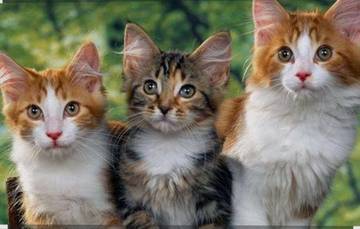 Memelihara Hewan Kesayangan Terbukti Tingkatkan Kebahagiaan 