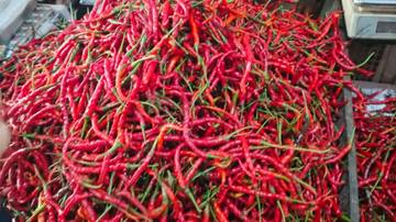 Harga Cabai Merah Naik Tajam, Permintaan Luar Daerah Meningkat
