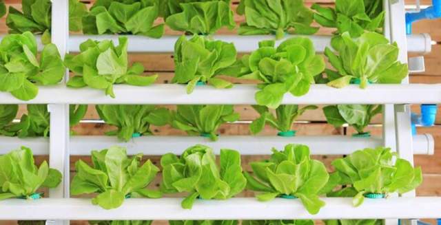 Keuntungan Pertanian Sistem Hidroponik