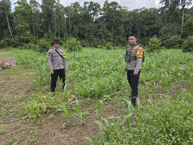 Polisi Dampingi Petani Jagung Capai Ketahanan Pangan