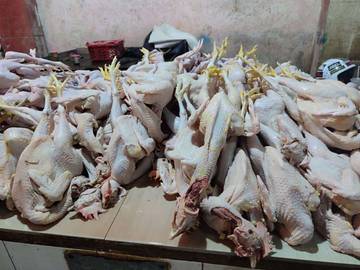 Cek Harga Ayam Kampung Di Pasar Wamanggu Merauke