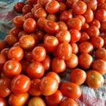 Harga Tomat Di Merauke Mencapai Rp. 70.000,-
