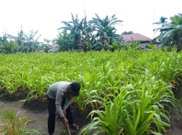 Sebuah Doa Tumbuh dari Ladang Biru