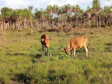 Lembu dan Lumbung Hening di Ujung Timur