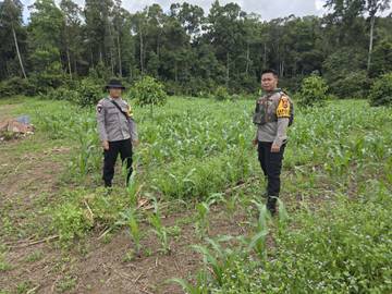 Polisi Dampingi Petani Jagung Capai Ketahanan Pangan