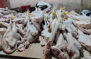 Informasi Harga Ayam Di Pasar Wamanggu Merauke 