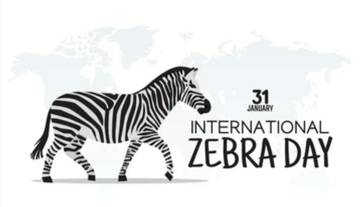 Tanggal 31 Januari,Hari Zebra Internasional