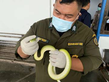 Karantina Gagalkan Upaya Penyelundupan Reptil Langka