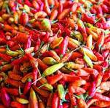 Segini Harga Cabe Rawit Merah Di Wamanggu Merauke