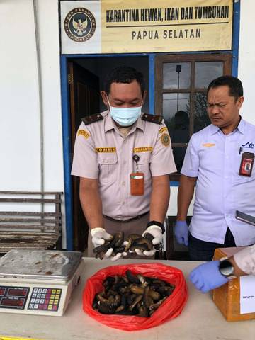 Teripang Ilegal Digagalkan di Bandara Merauke