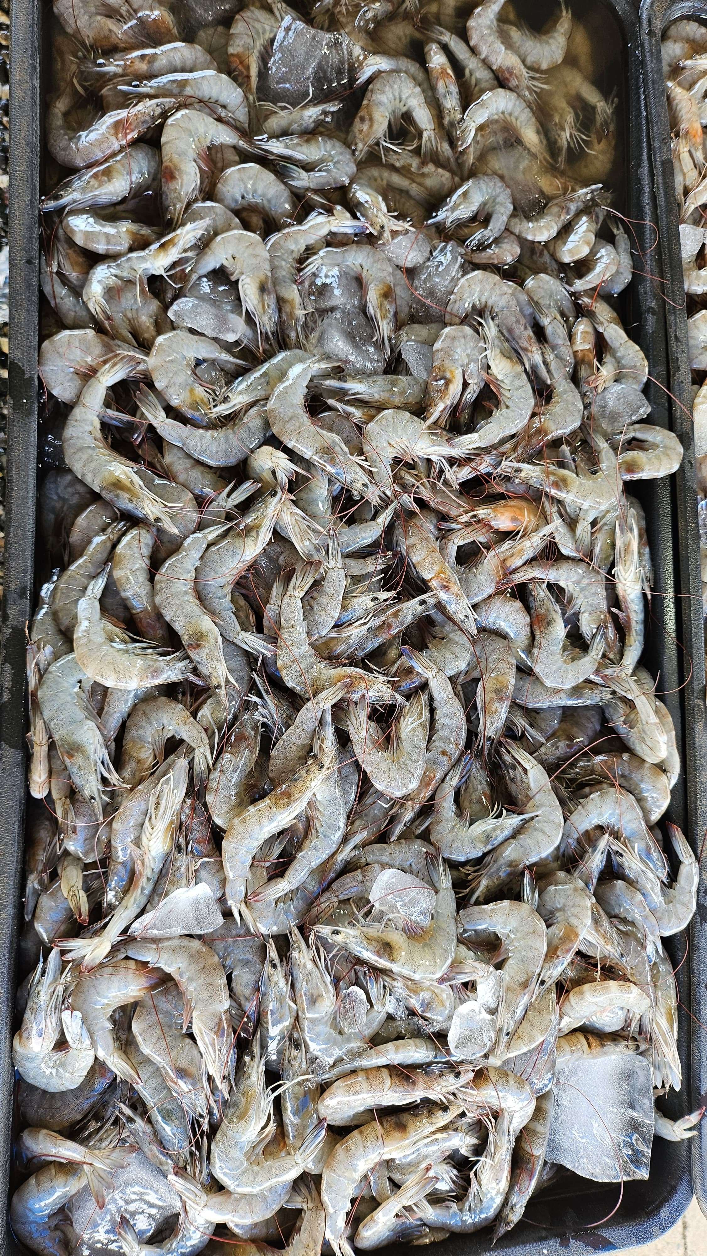 Manfaat Konsumsi Udang Vaname - RRI.co.id