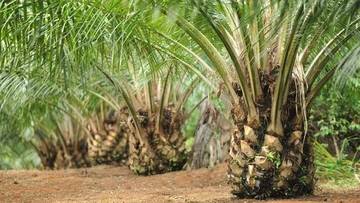 Sosialisasi Kewajiban Legalitas Perkebunan Kelapa Sawit Simeulue