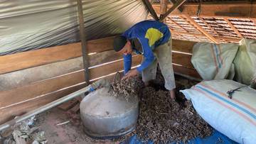Meski Harga Turun, Penyulingan Nilam Tetap Jalan