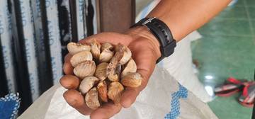 Harga Pinang di Simeulue Turun Rp8 Ribu per Kilogram