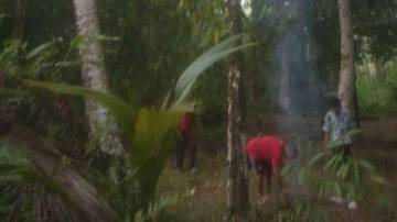 Minim Alat Keselamatan, Panjat Pohon Cengkeh Tewaskan Warga