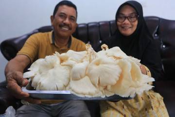 Petani Jamur Tiram Panen Rutin Dua Hari