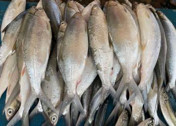Tips Mengolah Ikan Bandeng agar Tulangnya Tidak Berbahaya