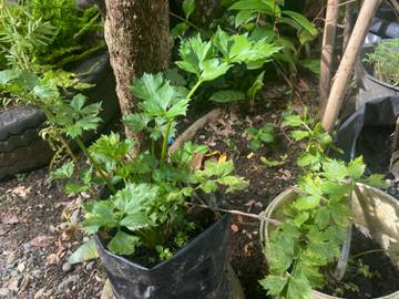 Cara Menanam Daun Sop Agar Tumbuh Subur