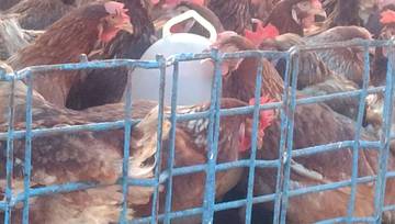 Harga Ayam Broiler Turun di Meulaboh