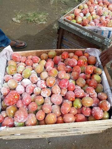 Tomat Aceh Tengah Serbu Pasar Meulaboh