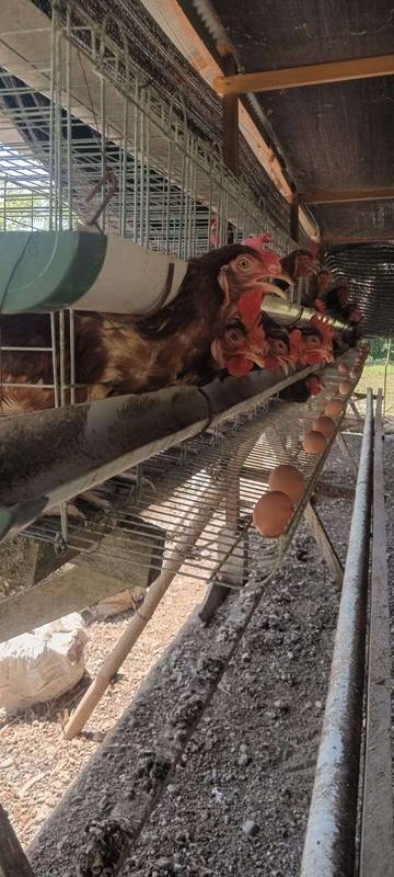 Peternak Ayam Petelur Aceh Masih Lesu