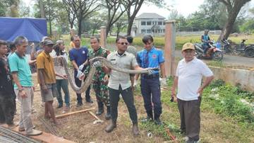Pekerja Bangunan KDMP Temukan Ular Python