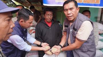 Bulog Serap Gabah Petani Simeulue Dukung Ketahanan Pangan 
