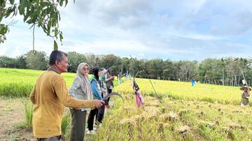 Satgas Pangan Aceh Barat Tinjau Panen Padi Petani