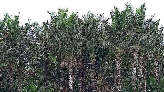 Papua Kaya Sagu, Sawit Justru Terus Diperluas