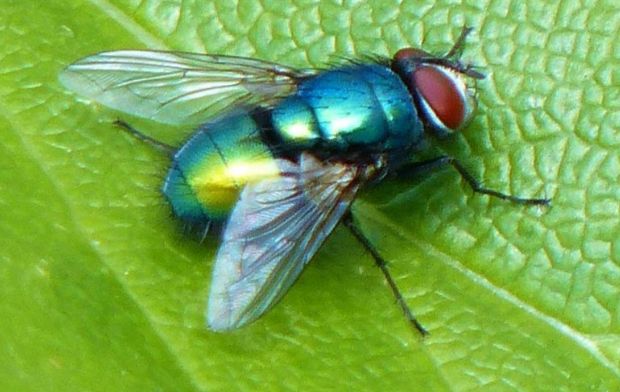 Why Green Bottles Are Far More Dangerous Than Common Houseflies Why Green Bottles Are Far More Dangerous Than Common Houseflies