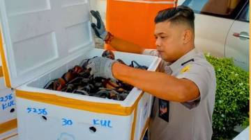 Karantina Papua Tengah Periksa Fisik Kepiting Ekspor