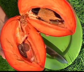 Sawo Raksasa Mamey Sapote, Buah Unik dan Langka