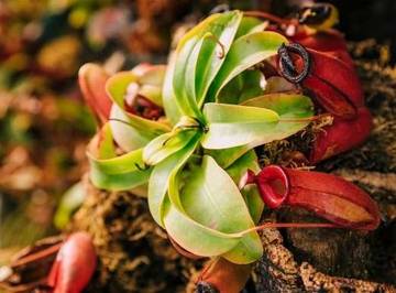 Mengenal Kantong Semar, Tumbuhan Karnivora Unik Asli Indonesia