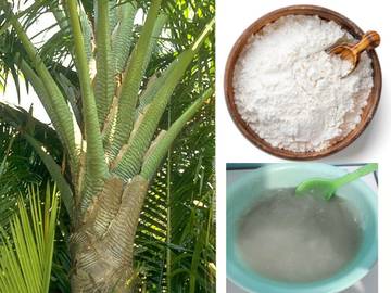 Pembuatan Sagu hingga Jadi Papeda, Makanan Khas Papua