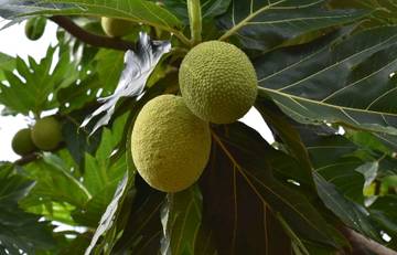 Buah Sukun Enaknya di Makan Apa Yah ini Jawabannya 