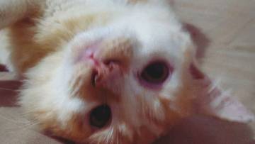 Fakta Menarik Tentang Kucing
